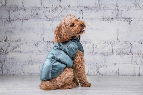 Small funny dog of brown colour with curly hair of toy poodle breed posing in clothes for dogs.