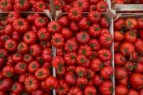 Ox heart tomatoes in boxes at a market