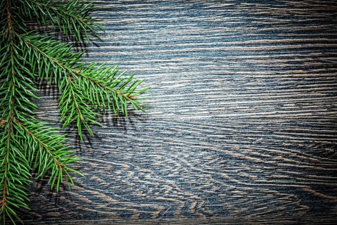 Pine tree branch on wooden board