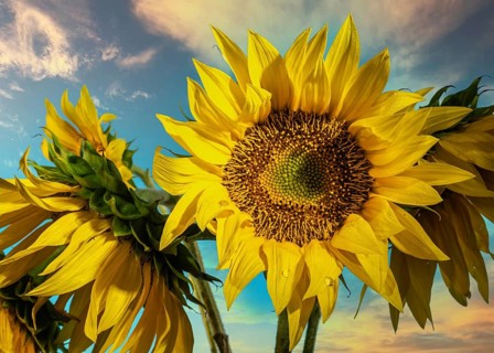 Sunflower flower against the dawn sky, Odessa, Ukraine, Europe