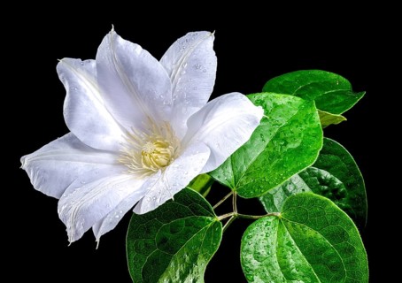 Beautiful Blooming white clemantis Arabella flower isolated on a black background. Flower head