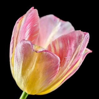 Beautiful blooming pink tulip flower isolated on a black background. Flower head close-up, Odessa,