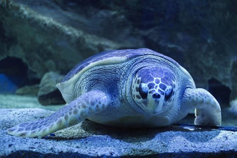 A turtle is sleeping underwater
