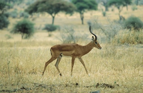 Impala antelope (Aepycerus melampus)