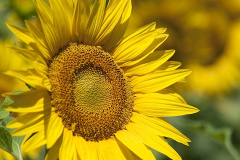 Sunflower (Helianthus annuus)