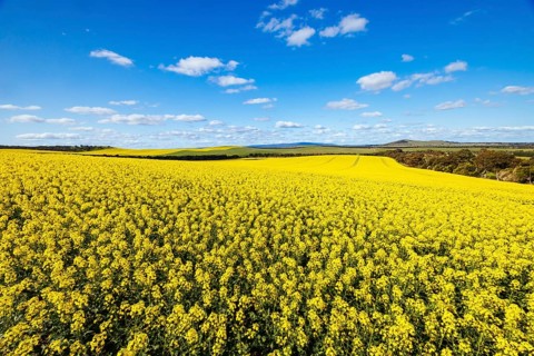 Fields of canola shine on a clear sunny day near Beveridge between old Sydney Rd and the Hume Hwy