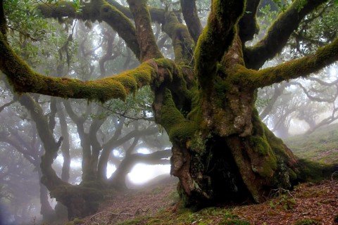 Laurel forest (Laurisilva) Unesco World Heritage Site, nature reserve, fog, evergreen, village of