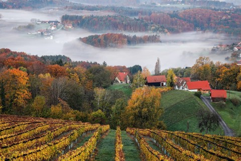 Autumn atmosphere in the early morning, vineyard, fog drifts through the hilly landscape in the