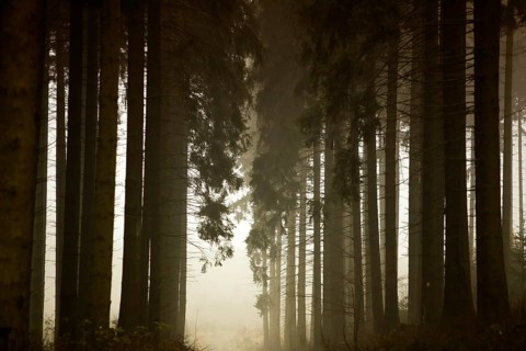 Traumatic path in a forest