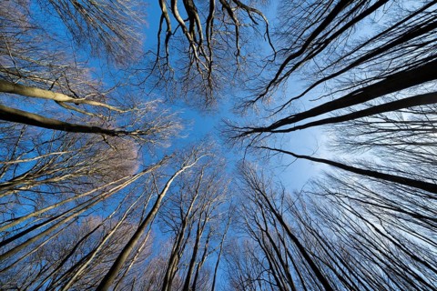 Primeval forest Urwald Sababurg, Hofgeismar, Weser Uplands, Weserbergland, Hesse, Germany, Europe