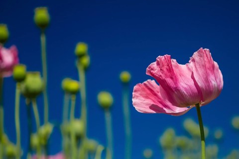Opium poppy (Papaver somniferum), opium poppy cultivation in Germany