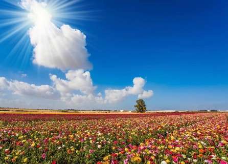 Spring in Israel. Easter week. Bright lush spring blooming of garden buttercups in the farm field.