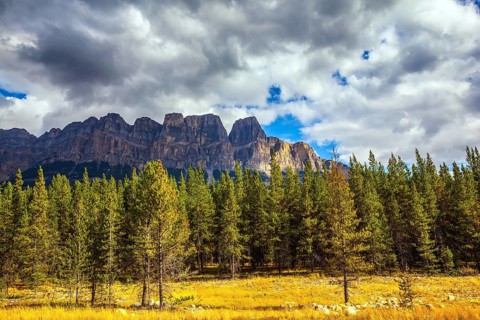 Canada, the Rocky Mountains. Yellow and orange herbs and evergreen fir-trees. Fine Indian summer in