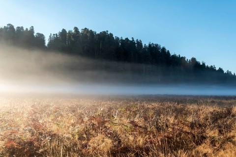 Scenic morning landscape in the Redwoods National Park, USA, North America