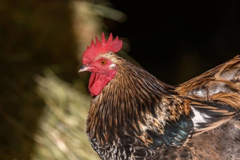 Free-ranging barnyard rooster with colorful plumage, outdoor breeding. Bas-Rhin, Collectivite