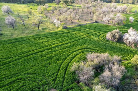 Drone aerial view of green meadow agriculture field and blooming almond tree. Spring season outdoor