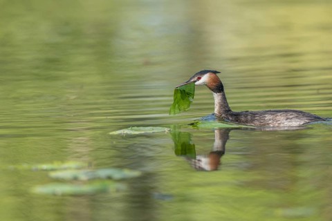 Great Crested Grebe (Podiceps cristatus) on its nest with two eggs. Bas-Rhin, Collectivite