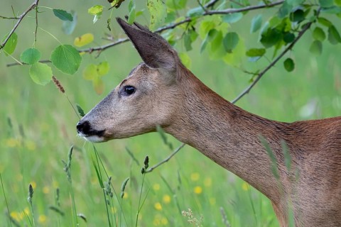 Roe deer in the forest, Capreolus capreolus. Wild roe deer in nature