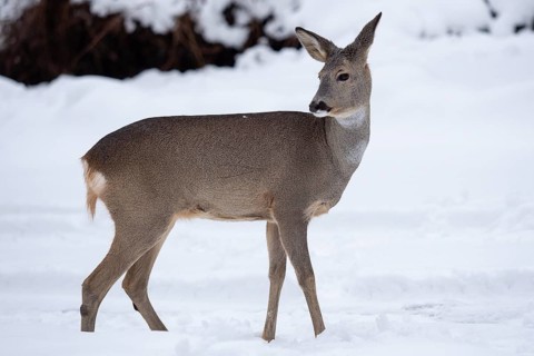 Wild roe deer in the snow. Capreolus capreolus