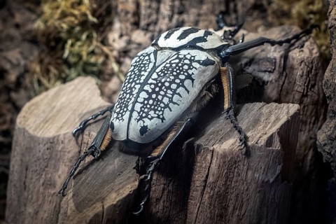 Goliath Beetle, Goliathus. The largest beetle on a tree trunk