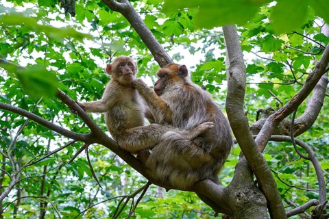 Barbary apes macaca sylvanus macaque monkeys outdoor