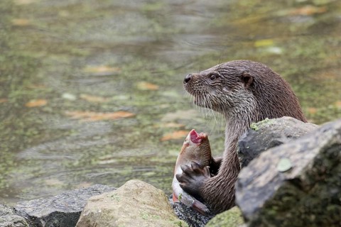 The otter eats freshly caught fish. Swarzedz, Poland, Europe