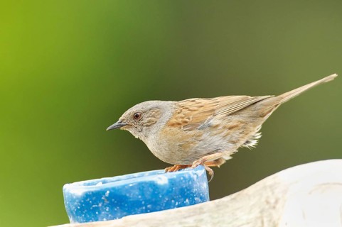 Dunnock at a feeder