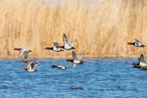 Common Pochard ducks flying over water (Aythya ferina)