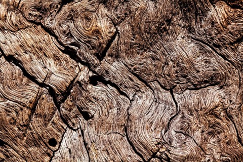 Bark structures, Primeval forest Urwald Sababurg, Weser Uplands, Weserbergland, Hesse, Germany,