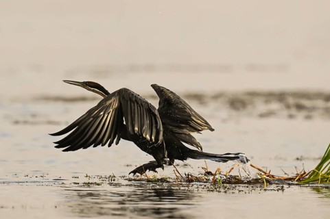 African Darter (Anhinga rufa), Moremi Game Reserve, Okavango Delta, Maun, Botswana, Africa
