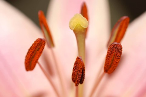 The macro close-up of a flower with pistil, pollen and stamens