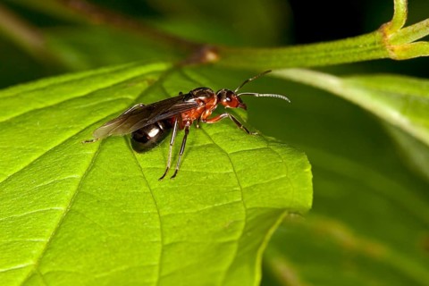 Formica pratensis, queen, Formica pratensis
