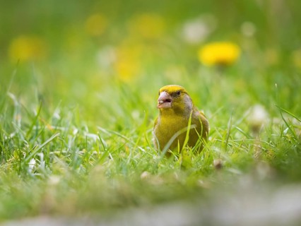 Green and yellow songbird, Detailed Greenfinch standing in grass. In the background special green