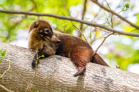 Central America, Costa Rica, coati, coati, (Nasua narica), resting on tree trunk, animals, mammals