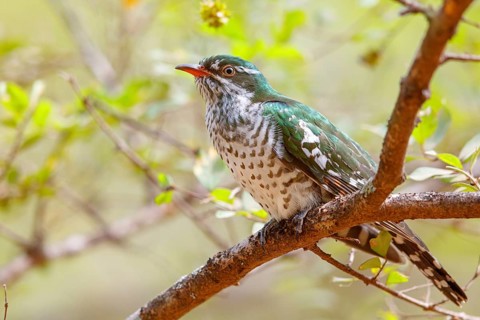 Golden cuckoo, Afrotropical species, family of golden cuckoos, cuckoo, (Chrysococcyx caprius), Wadi