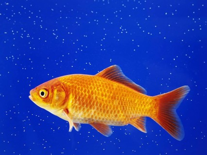 A goldfish swimming in an aquarium, animals, fish, close-up studio shot, Lower Saxony, Federal