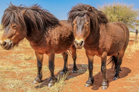 Two ponies in the Kalahari desert, Namibia on dry season