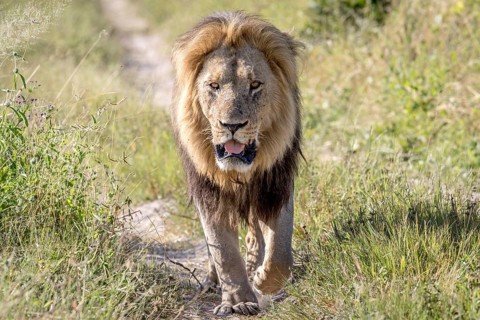 Big male Lion walking towards the camera in the Chobe National Park, Botswana, Africa