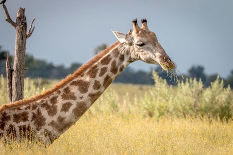 A Giraffe sitting in the grass in the Okavango Delta, Botswana, Africa