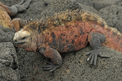 Marine lizard (Amblyrhynchus cristatus)