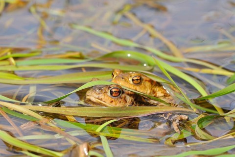 Common toads (Bufo bufo)