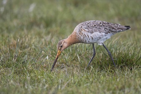 Black-tailed godwit (Limosa limosa)