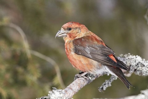 Spruce crossbill (Loxia curvirostra)