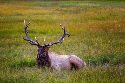 Wapiti in Beautiful autumn landscape scene in mountain in background in Jasper National Park west
