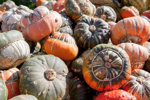 Turk's Turban Pumpkin, (Cucurbita maxima), Türken-Turban oder Bischofsmütze, Speisekürbis