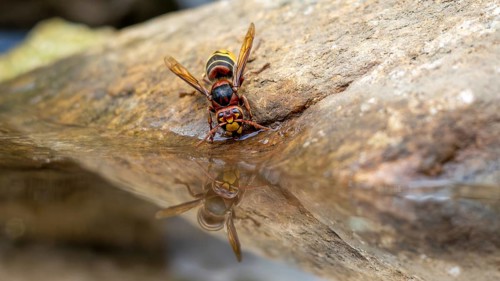 Hornet (Vespa crabro)