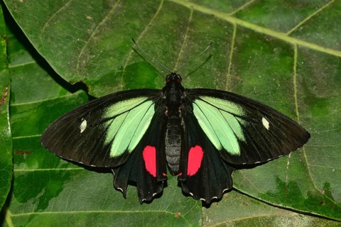 Green-cell cattle heart (Parides childrenae)