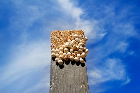 Many snails on the top of a black wood over blue sky