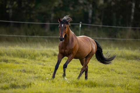 Brown Andalusian gelding galloping in the meadow, Germany, Europe