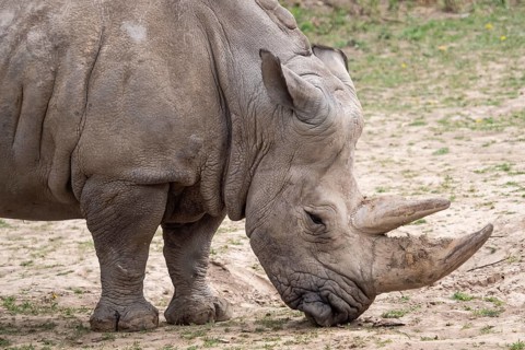 Southern white rhinoceros (Ceratotherium simum simum) . Critically endangered animal species